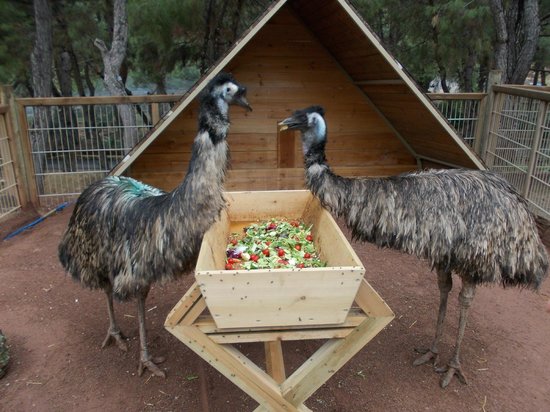 Antalya Hayvanat Bahçesi Giriş Ücreti Ne Kadar?